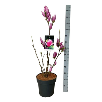 Magnolia soulangeana 'Satisfaction' F00006710