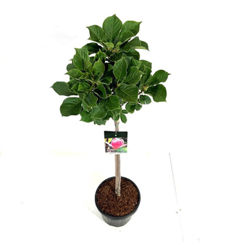 Magnolia soulangeana 'Satisfaction' F00006699