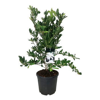 Magnolia stellata F00006213