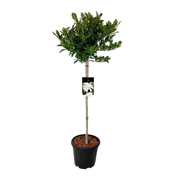 Magnolia stellata F00006702