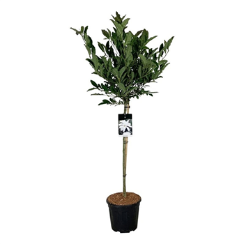 Magnolia stellata F00006215