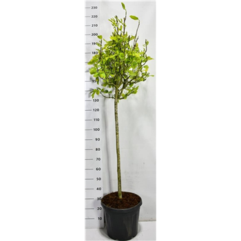 Magnolia x soulangeana F00006687