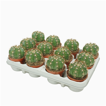 Melocactus matanzanus F00004567