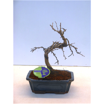 Metasequoia glyptostroboides F00002229