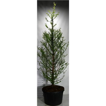 Metasequoia glyptostroboides F00006308