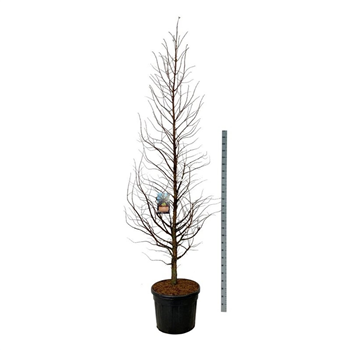 Metasequoia glyptostroboides 'Amber Glow' F00007393