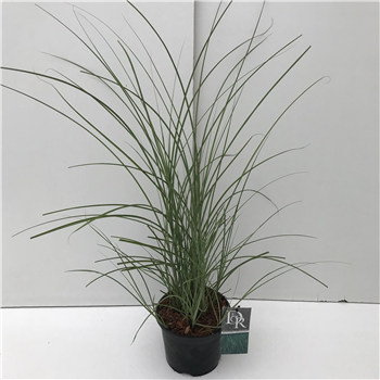 Miscanthus sinensis 'Gracillimus' F00003922