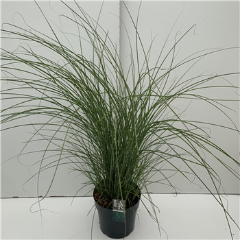 Miscanthus sinensis 'Gracillimus' F00003924