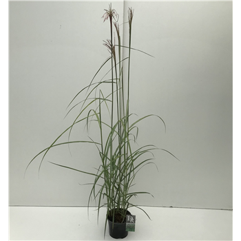 Miscanthus sinensis 'Malepartus' F00004006