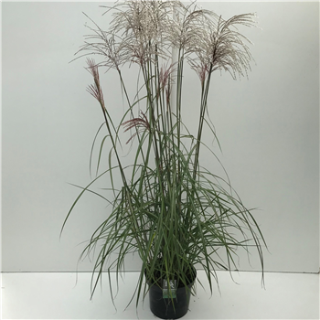 Miscanthus sinensis 'Malepartus' F00003986