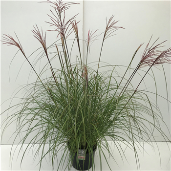Miscanthus sinensis 'Red Chief' F00004002