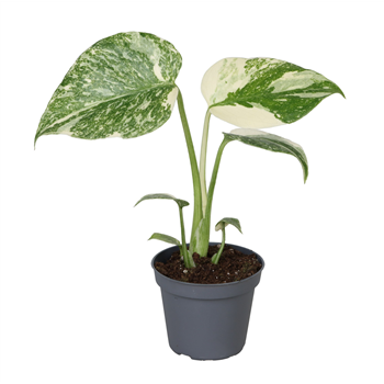 Monstera Creme Brulee F00002014