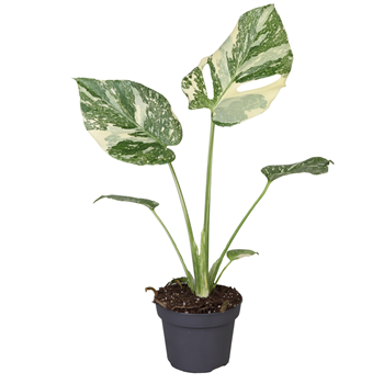 Monstera Creme Brulee F00002015