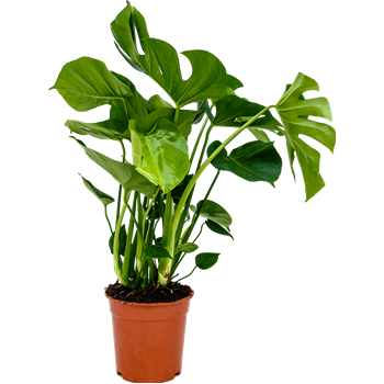 Monstera deliciosa 4MODEBU21