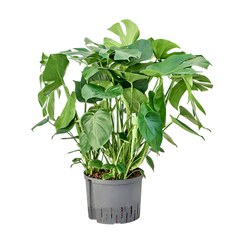 Monstera deliciosa 1MODEBU25