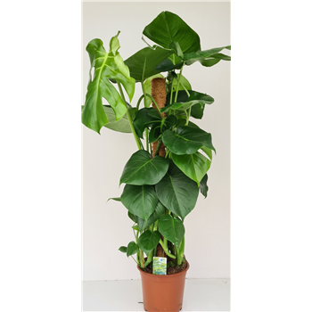 Monstera deliciosa F00001873