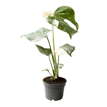 Monstera deliciosa 'Thai Constellation' F00004457