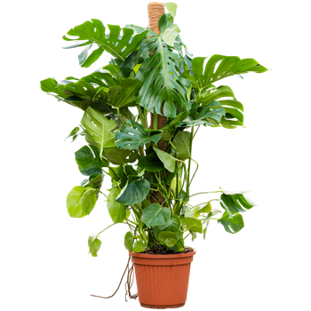 Monstera deliciosa (190-210) 4MODEMK18