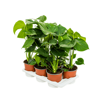 Monstera deliciosa 6/tray 4MODEBU17