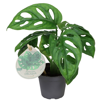 Monstera obliqua F00004158
