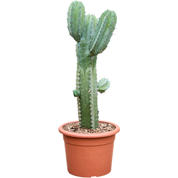 Myrtillocactus geometrizans 4MYGEKK97