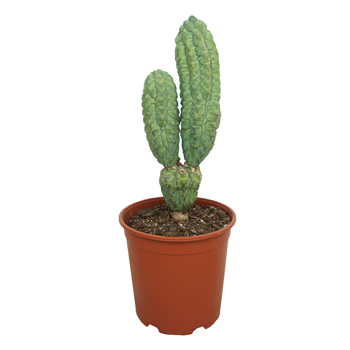 Myrtillocactus geometrizans cv 'Glorp' F00004639