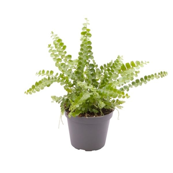 Nephrolepis cordifolia 'Duffii' F00005043