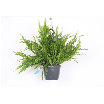 Nephrolepis exaltata 'Green Lady' F00002895