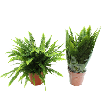 Nephrolepis exaltata 'Green Lady' F00003033