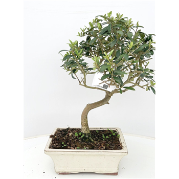 Oljka Olea europaea F00007730