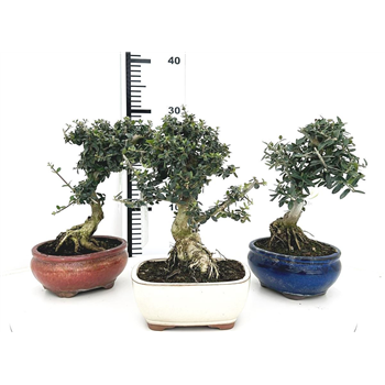 Oljka Olea sylvestris F00007732