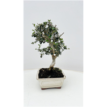 Oljka Olea sylvestris F00007733