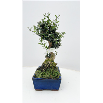 Oljka Olea sylvestris F00007734