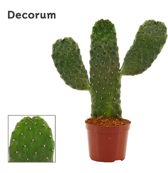 Opuntia consolea rubescens F00000520