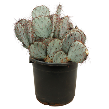 Opuntia violacea F00004645
