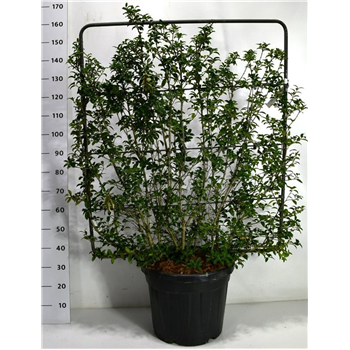 Osmanthus x burkwoodii F00006432