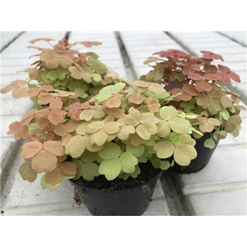 Oxalis vulcanicola 'Sunset Velvet' F00005464