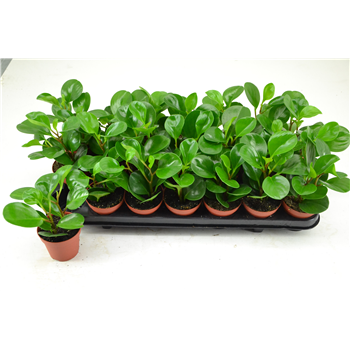 PEPEROMIA GREEN LEMON F00000811