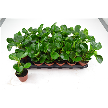 PEPEROMIA RED MARGIN F00000779