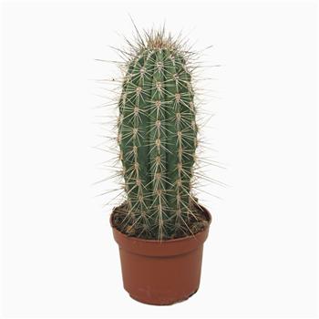 Pachycereus pringlei F00001734
