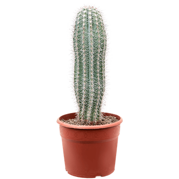 Pachycereus pringlei 4PAPRKK12