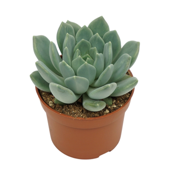 Pachyphytum 'Corvus' F00001348