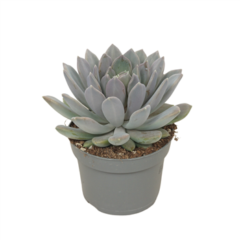 Pachyphytum 'Draco' F00001362