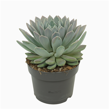 Pachyphytum 'Draco' F00001378