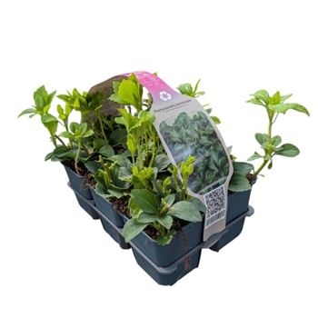 Pachysandra terminalis F00006786