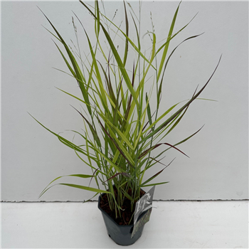 Panicum virgatum 'Sangria' F00004065