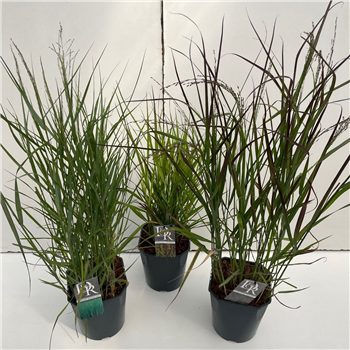 Panicum virgatum Mix F00005355
