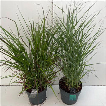Panicum virgatum Mix F00005356
