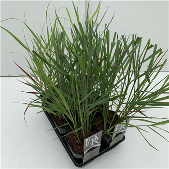 Panicum virgatum mix tray F00004074