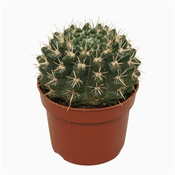 Parodia mammulosa F00001726